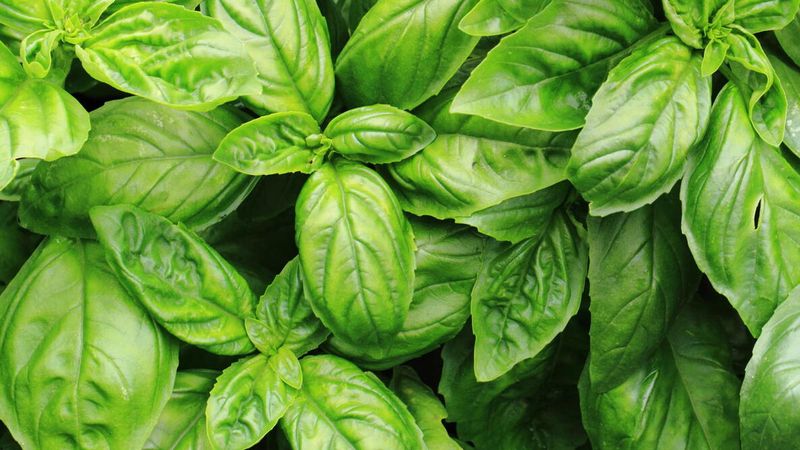 Basil For Fresh Summer Flavor