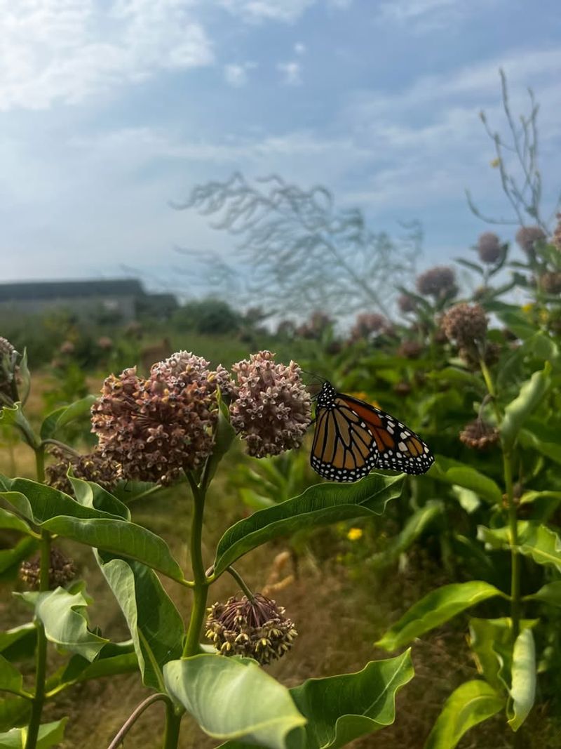 Where To Plant Milkweed For Best Results