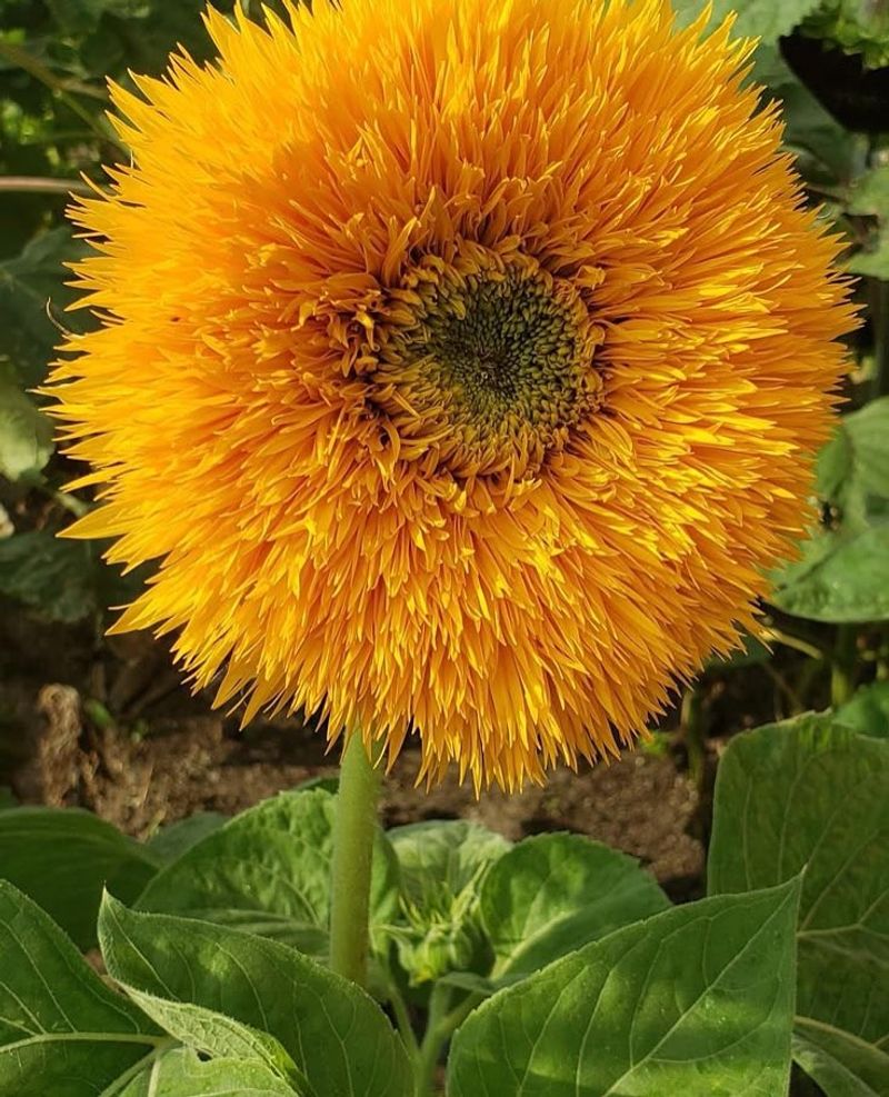 Teddy Bear Produces Soft Double Blooms On Compact Plants