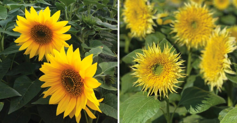 Best Miniature Dwarf Sunflowers For Small Garden Beds In Michigan