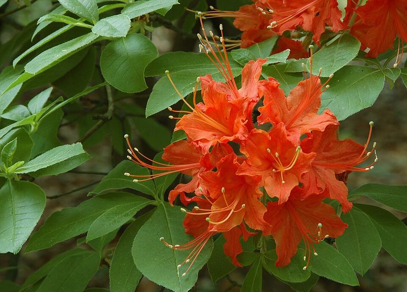 Flame Azalea Brings Bright Spring Color