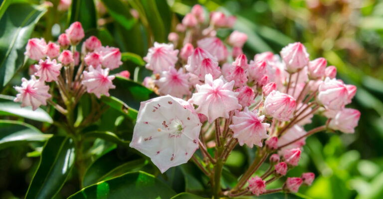 Best Native Shrubs For Western North Carolina Mountain Yards In Spring
