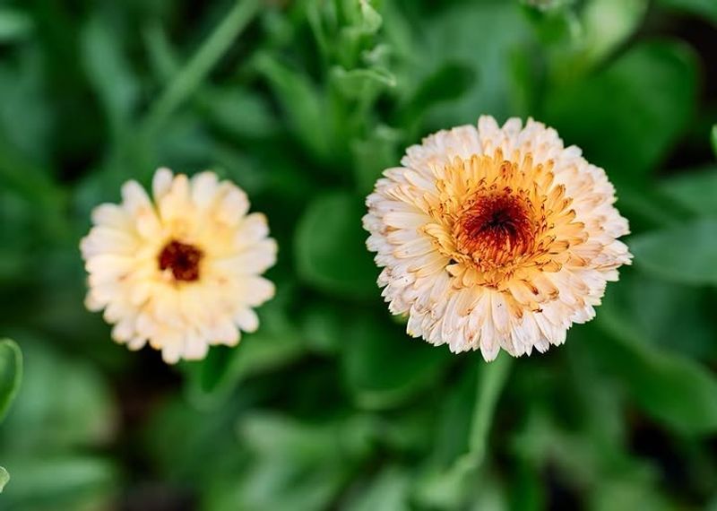 Calendula For Early Bright Color