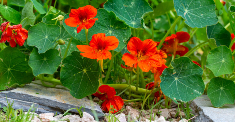 Best Oregon Flowers To Plant Now For A Yard That Peaks Before High Summer