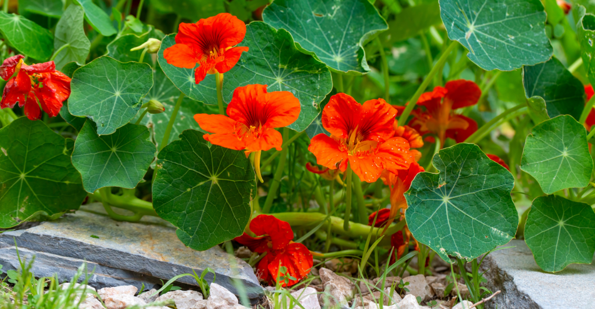 Best Oregon Flowers To Plant Now For A Yard That Peaks Before High Summer