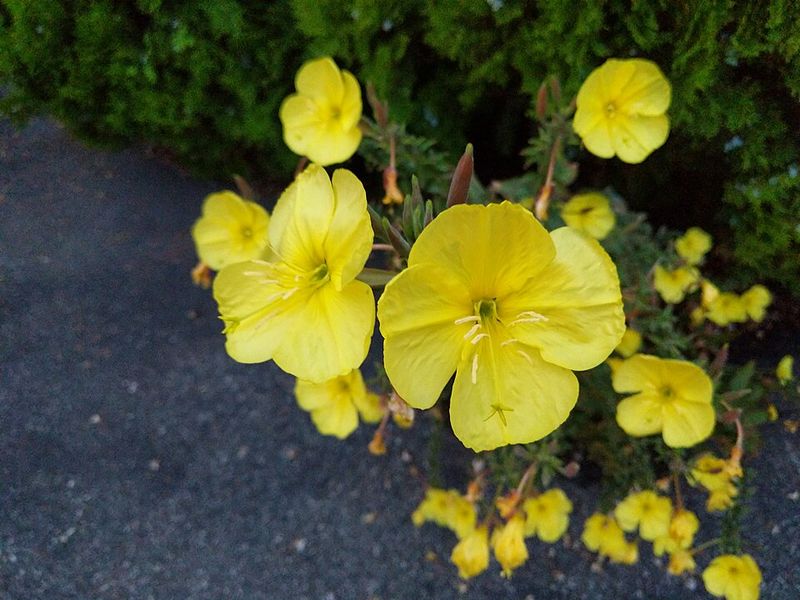 Evening Primrose Opens At Dusk To Welcome Night Pollinators