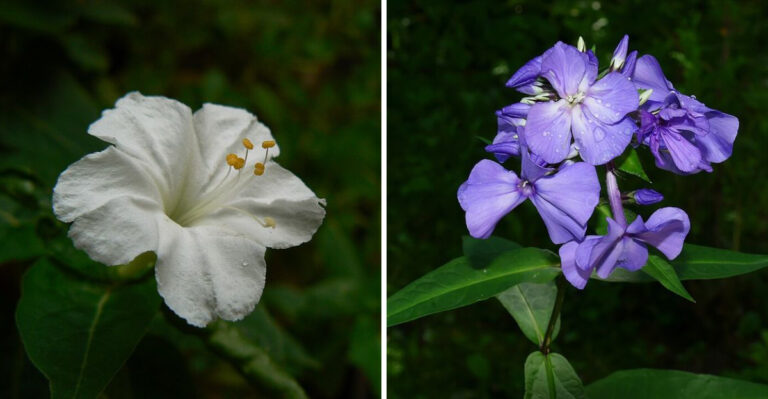 Best Pennsylvania Plants That Attract Night Pollinators After Dark