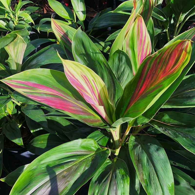 Cordyline Dominates With Striking Foliage