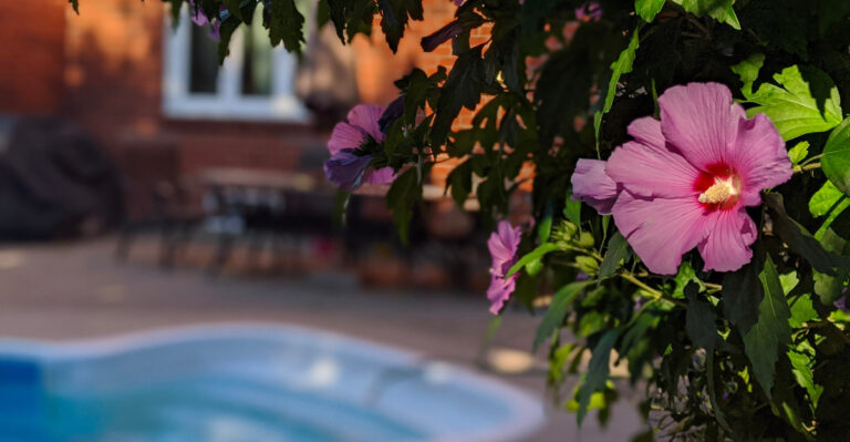 Best Plants For Florida Pool Areas That Stay Lush In Heat