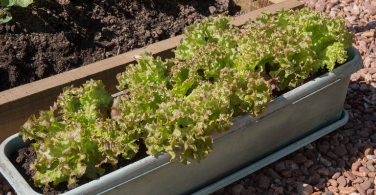 Best Plants For Spring Containers In Western North Carolina