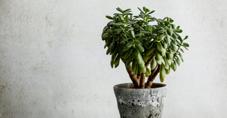 Best Sun Loving Indoor Plants For Pennsylvania Homes
