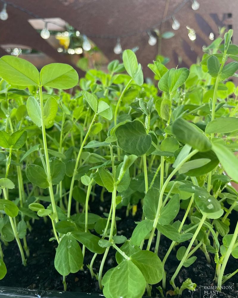 Cool-Season Crops To Finish