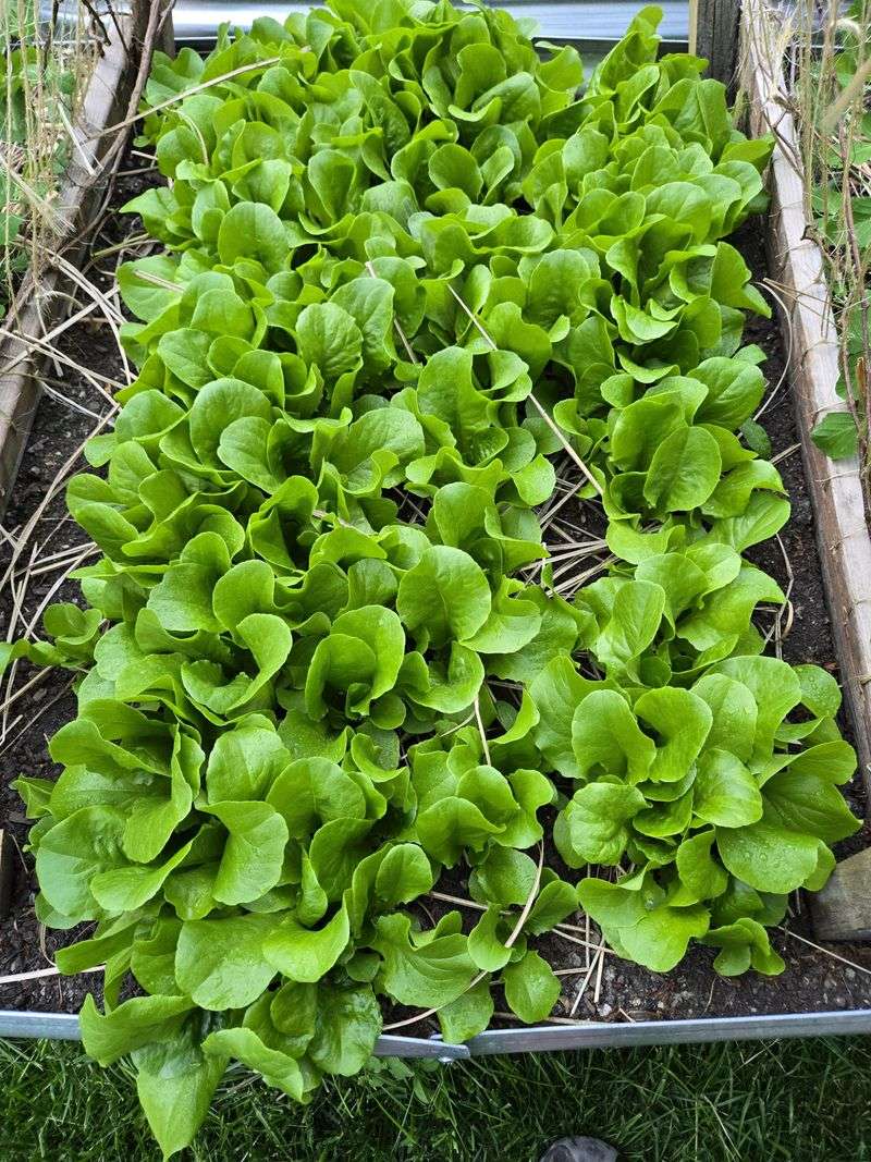 Lettuce Grows Fast In Cool Michigan Beds