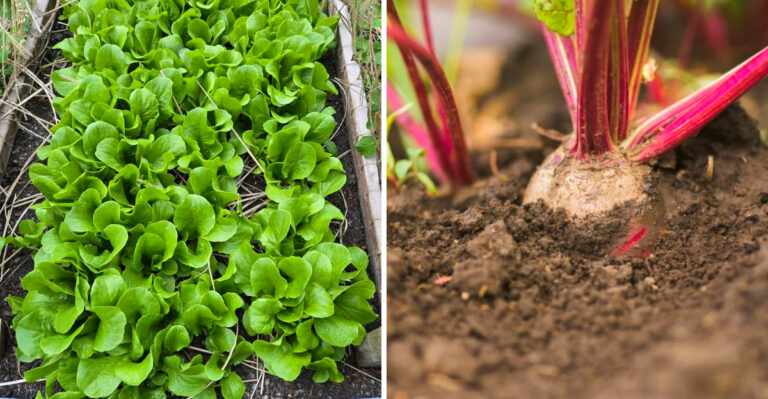 Best Vegetables To Grow In Michigan Garden Beds This Spring