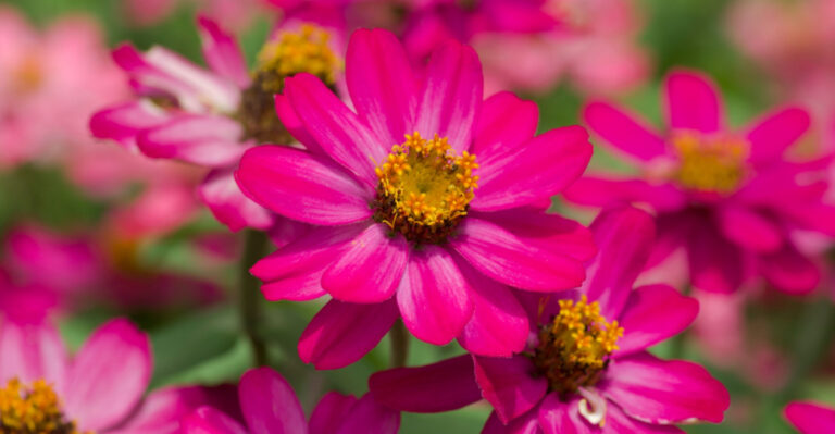 Best Zinnia Types To Grow In Your Texas Garden