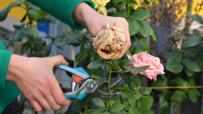 Spent Blooms Can Slow Rebloom