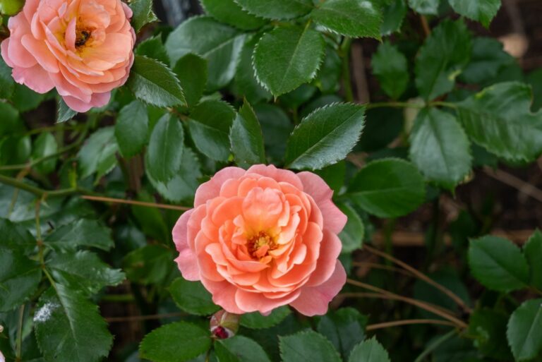 drift rose