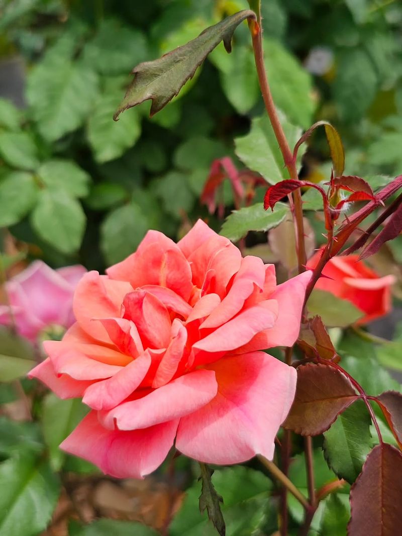 Drift Roses (Rosa 'Drift' Series)