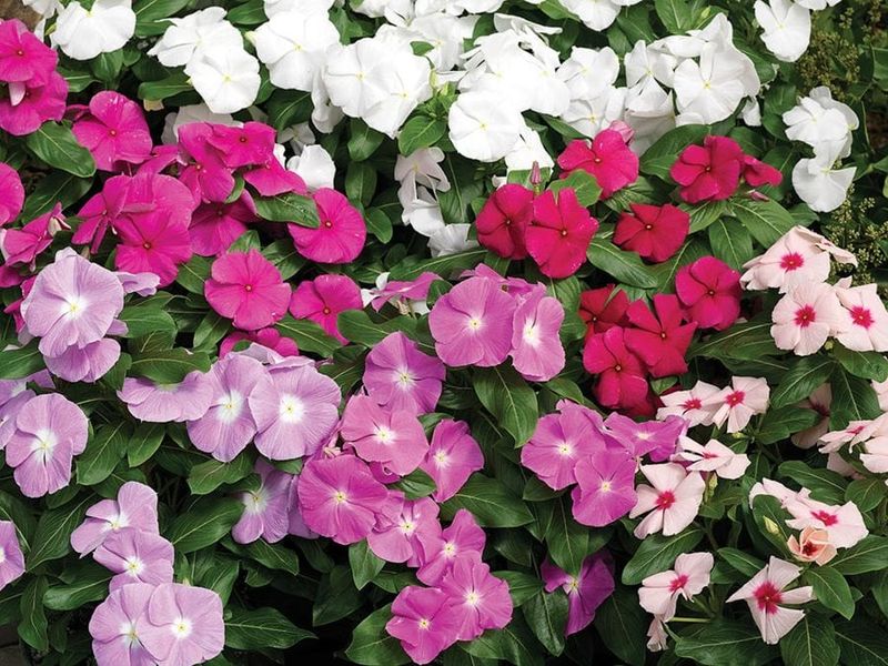 What Makes Vinca So Colorful