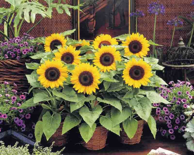 Sunny Smile Adds Small Cheerful Blooms On Tiny Plants