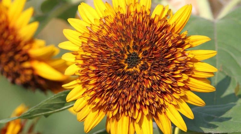 Sundance Kid Stands Out With Double Yellow Blooms