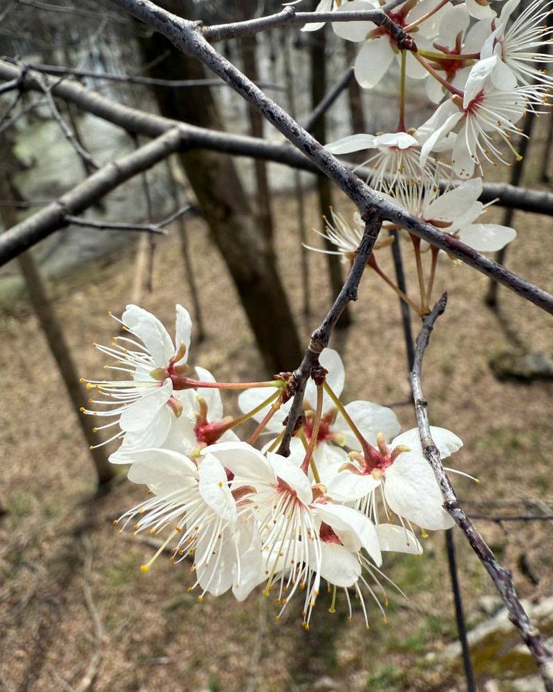 Mexican Plum 