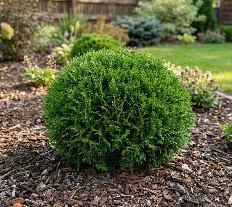 Dwarf Globe Arborvitae (Thuja occidentalis Compact Cultivars)