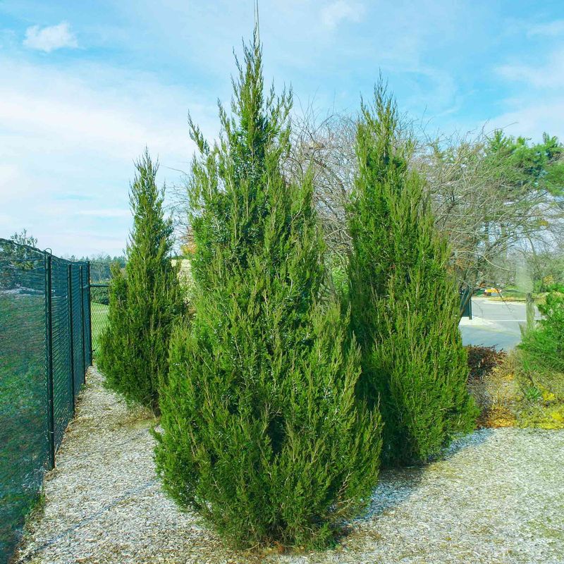 Upright Juniper Adds Height Without Needing Regular Cuts