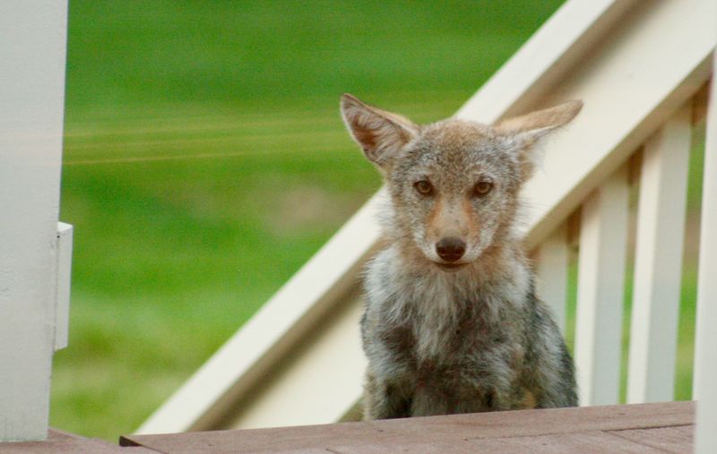 Pet Food And Trash Can Bring Coyotes Closer
