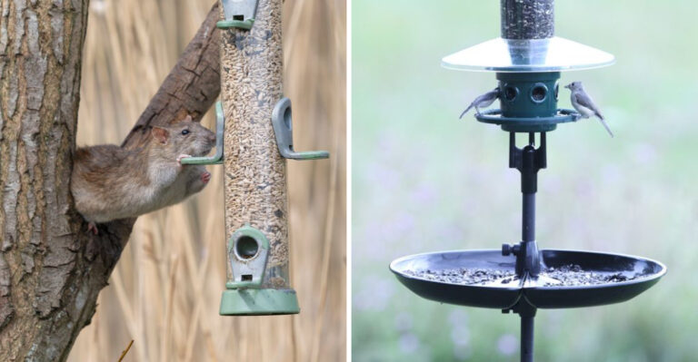 rat on bird feeder