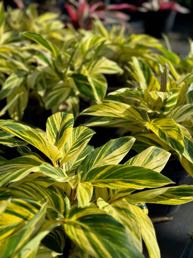 Variegated Shell Ginger Brightens With Lush Leaves