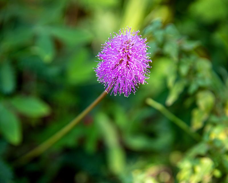 Sunshine Mimosa Softens Hard Edges In A Smart Way