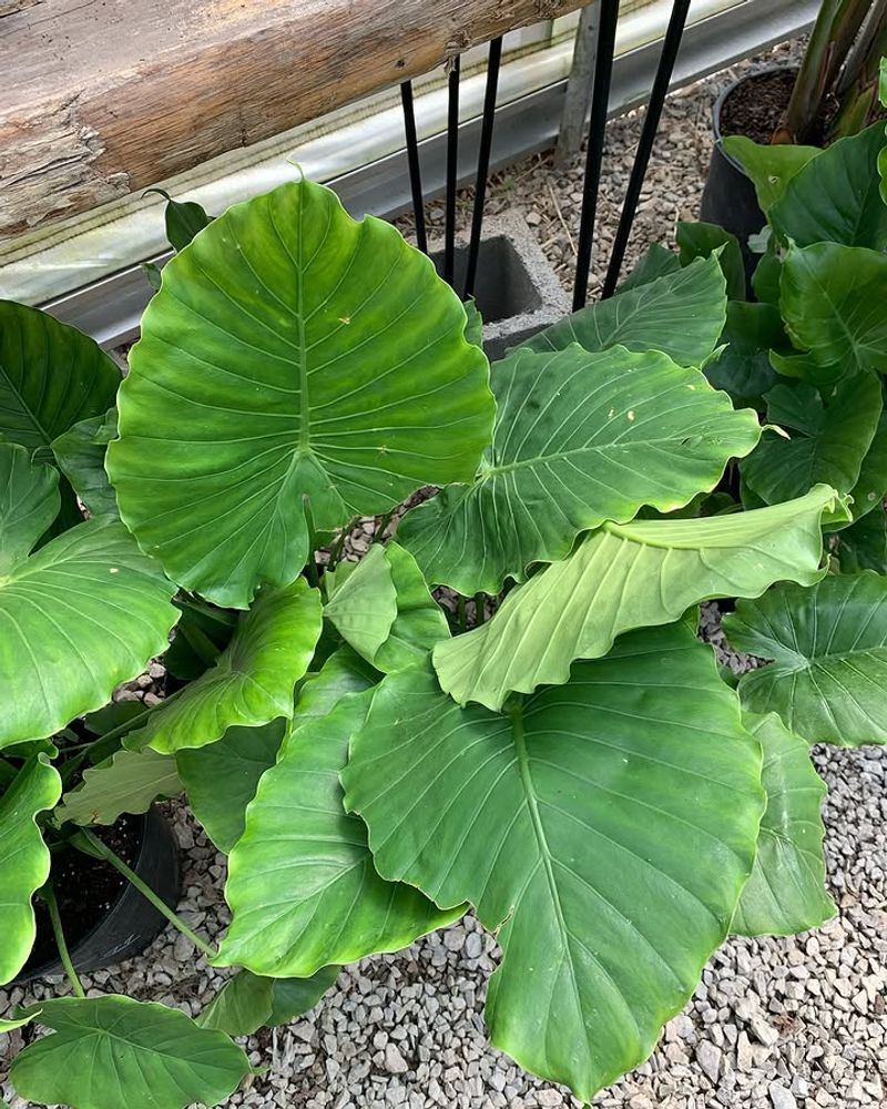 Elephant Ear Needs Constant Moisture