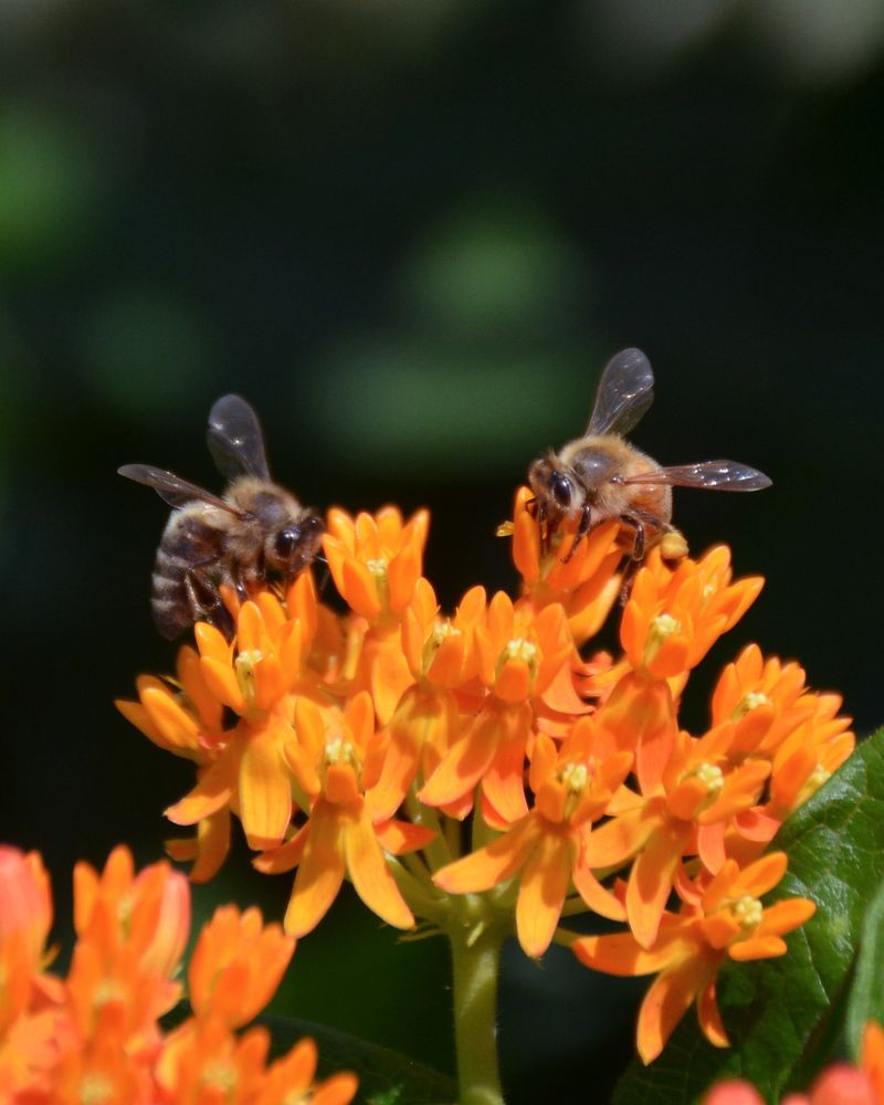 Bees And Butterflies Show Pollination Is Happening
