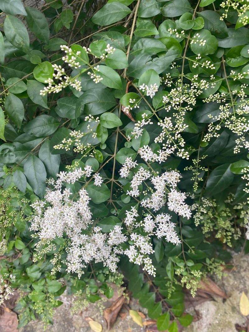 Once Established It Becomes Difficult To Remove