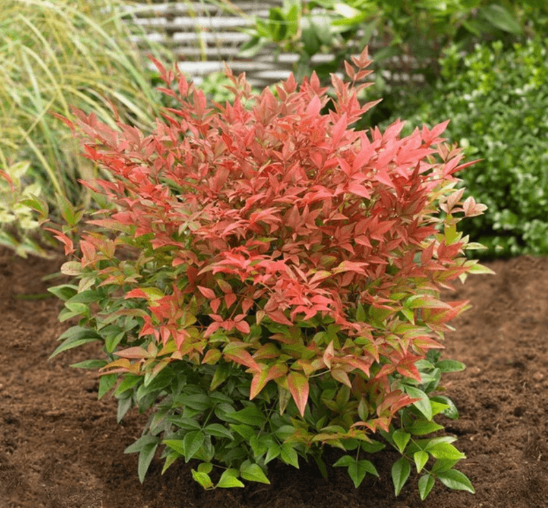 What Looks Harmless Can Disrupt Native Landscapes