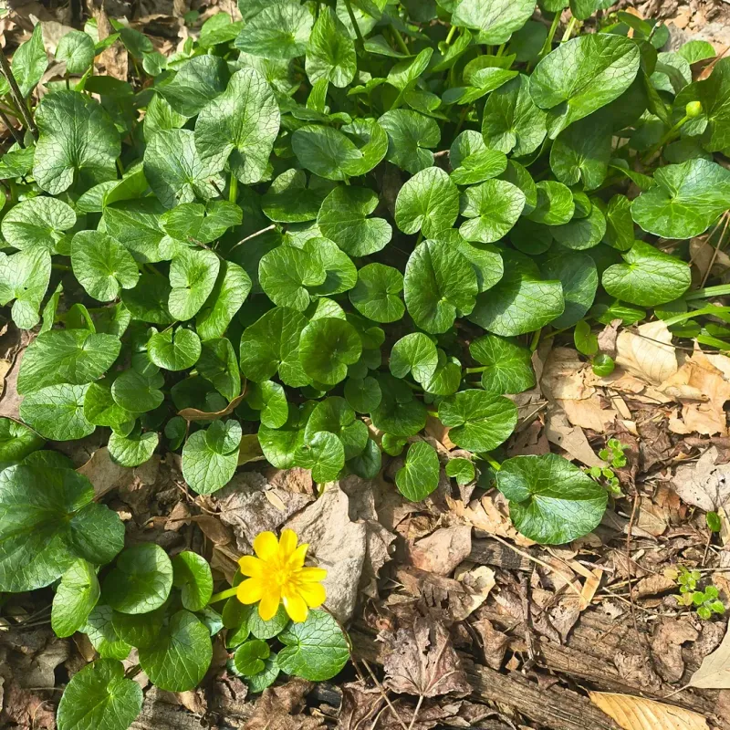 Lesser Celandine (Ficaria Verna)