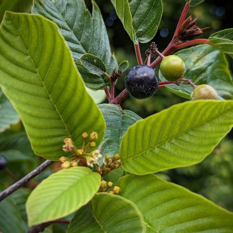 Cascara