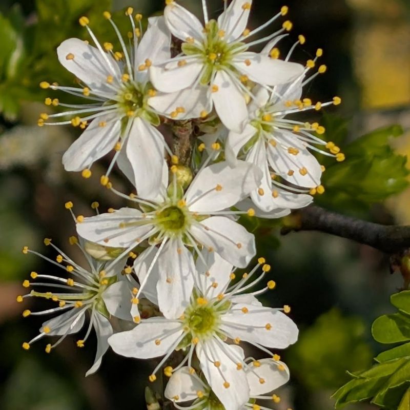 Black Hawthorn