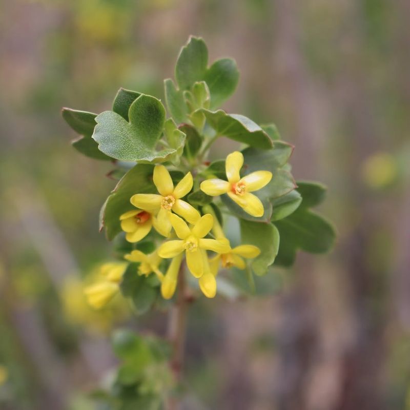 Golden Currant