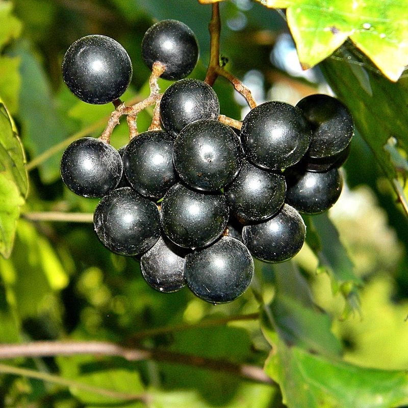 Wild Grape (Vitis rotundifolia Or Vitis labrusca)