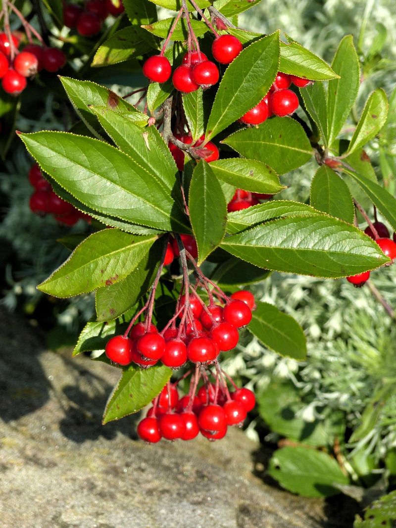 Red Chokeberry Brightens The Yard With Long-Lasting Berries