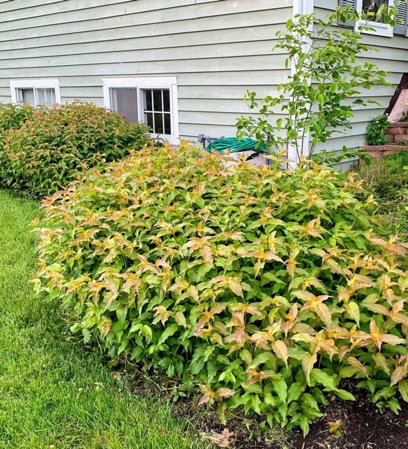 Bush Honeysuckle Fills Space Without Taking Over