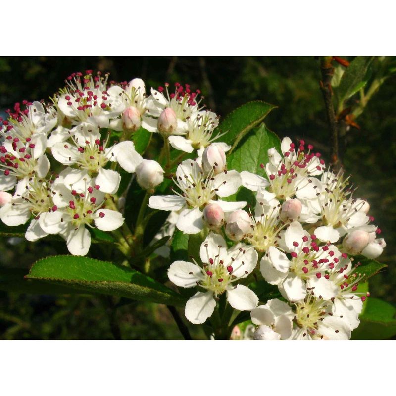 Red Chokeberry Extends Interest With Flowers And Fruit