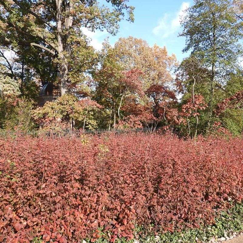 Fragrant Sumac Spreading Low With Fiery Fall Color