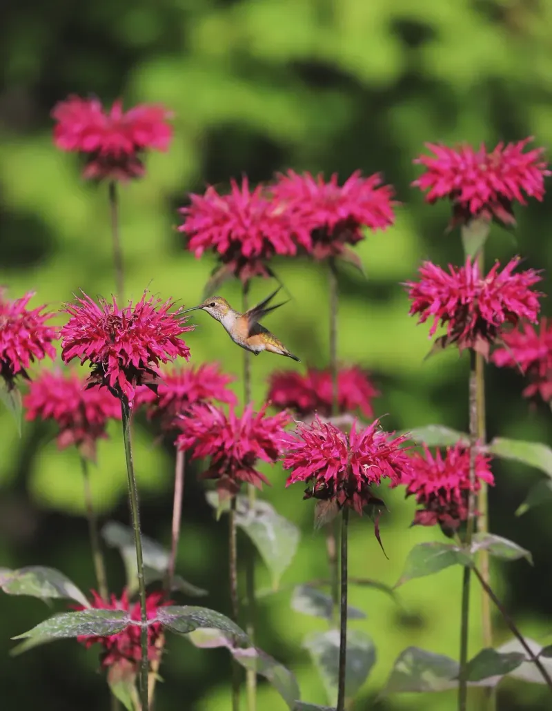 Bee Balm