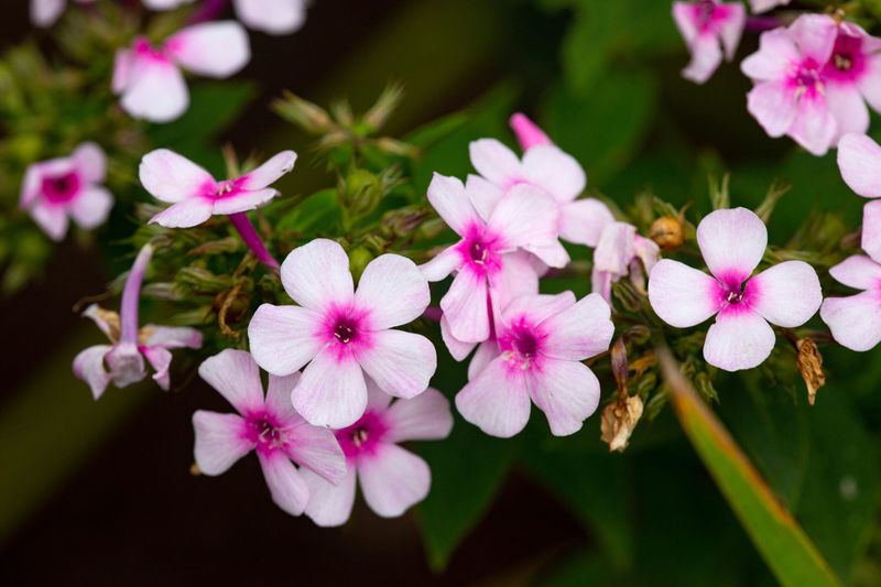 Garden Phlox 