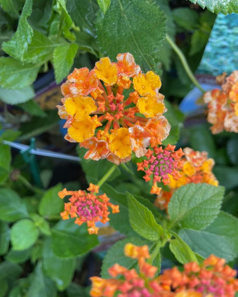 Lantana 