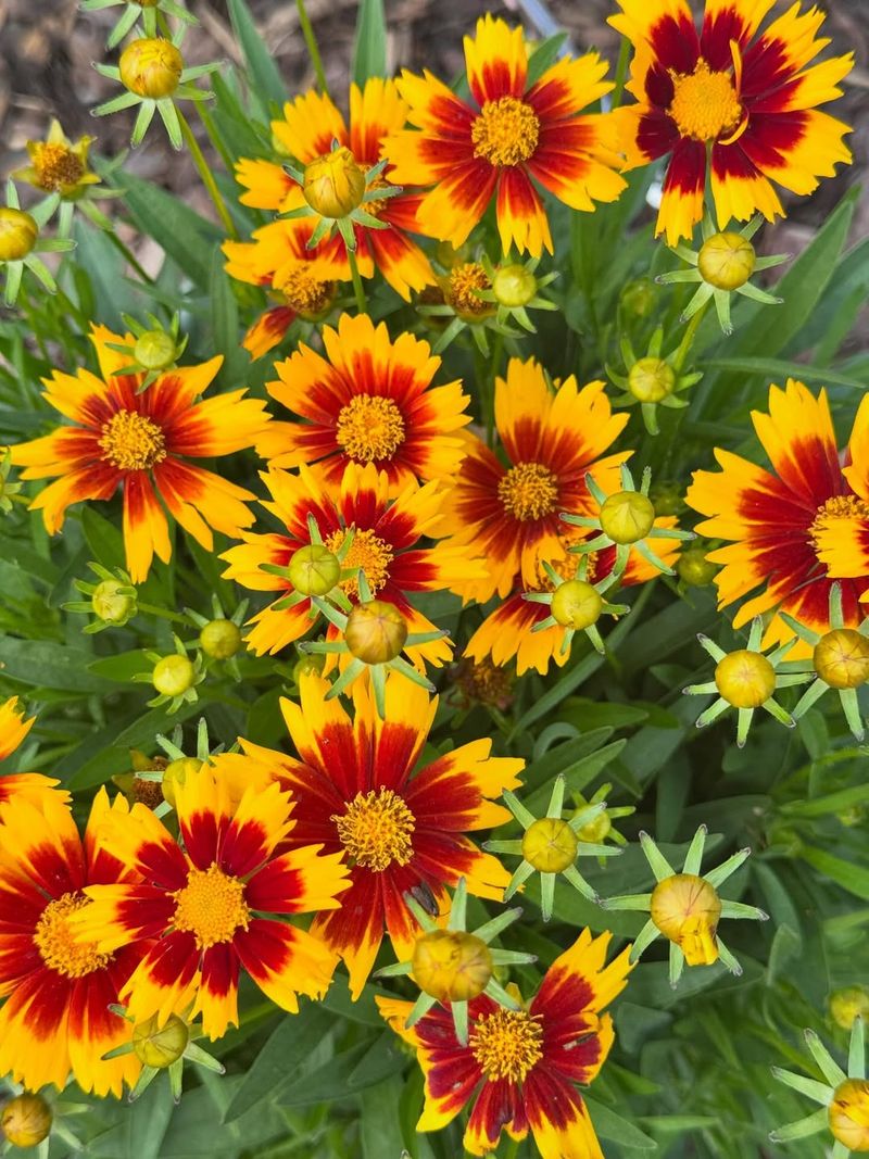 Coreopsis