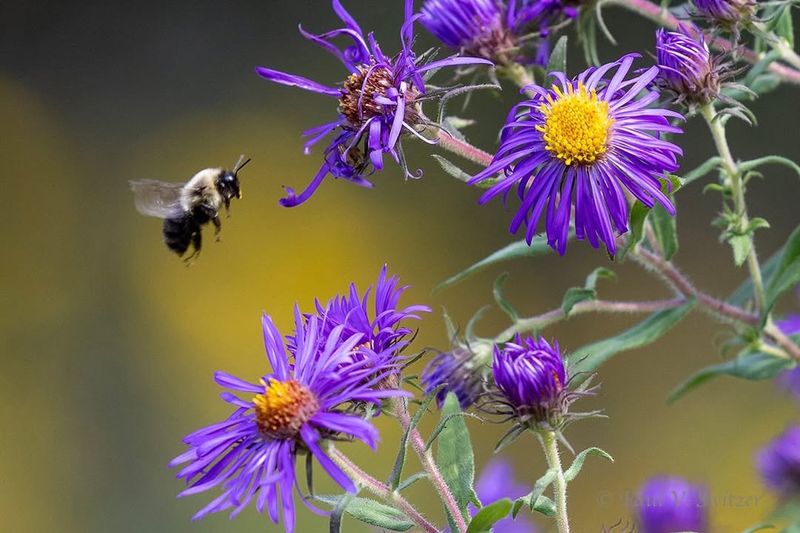New England Aster